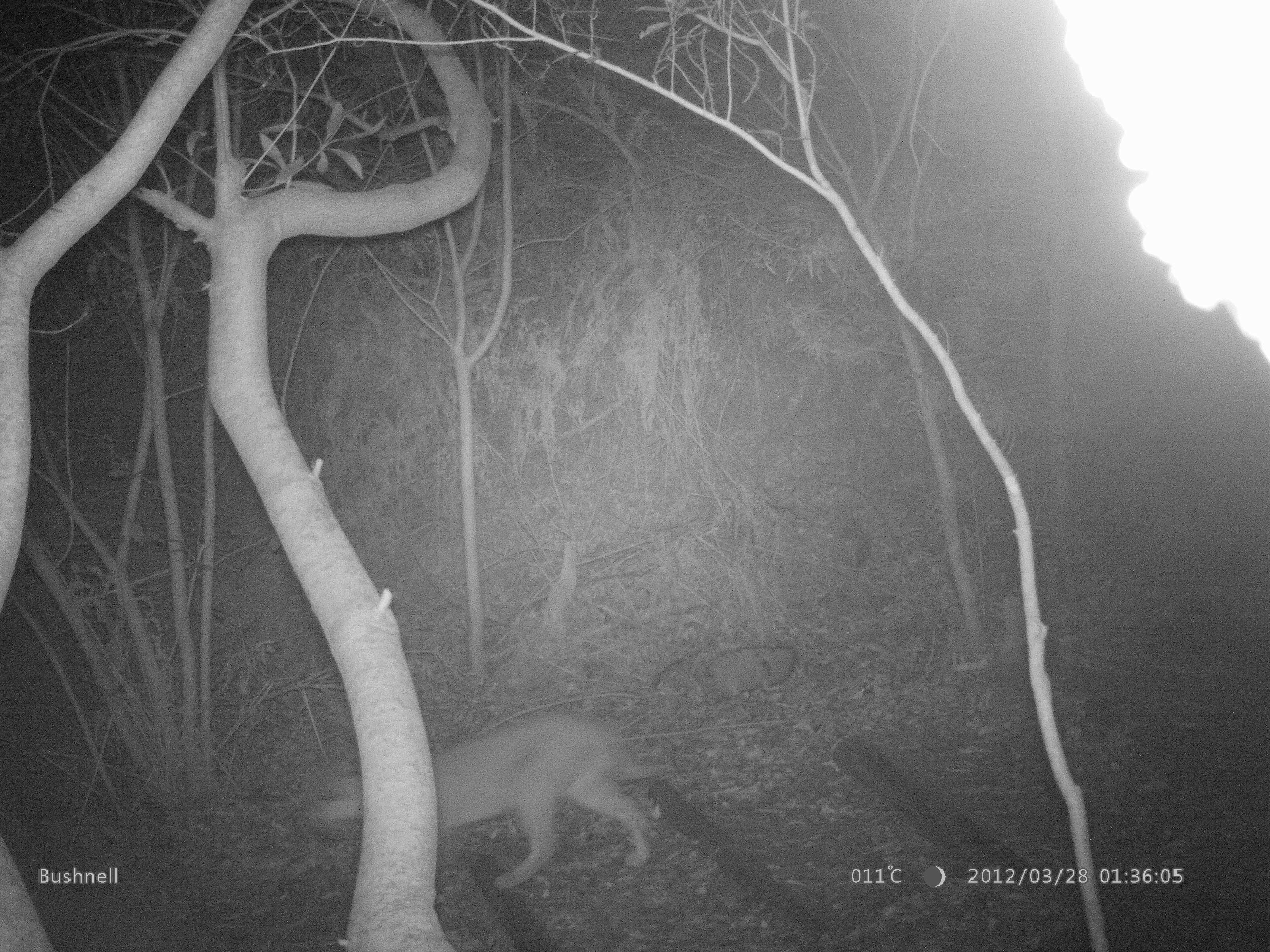 Image of Caracals