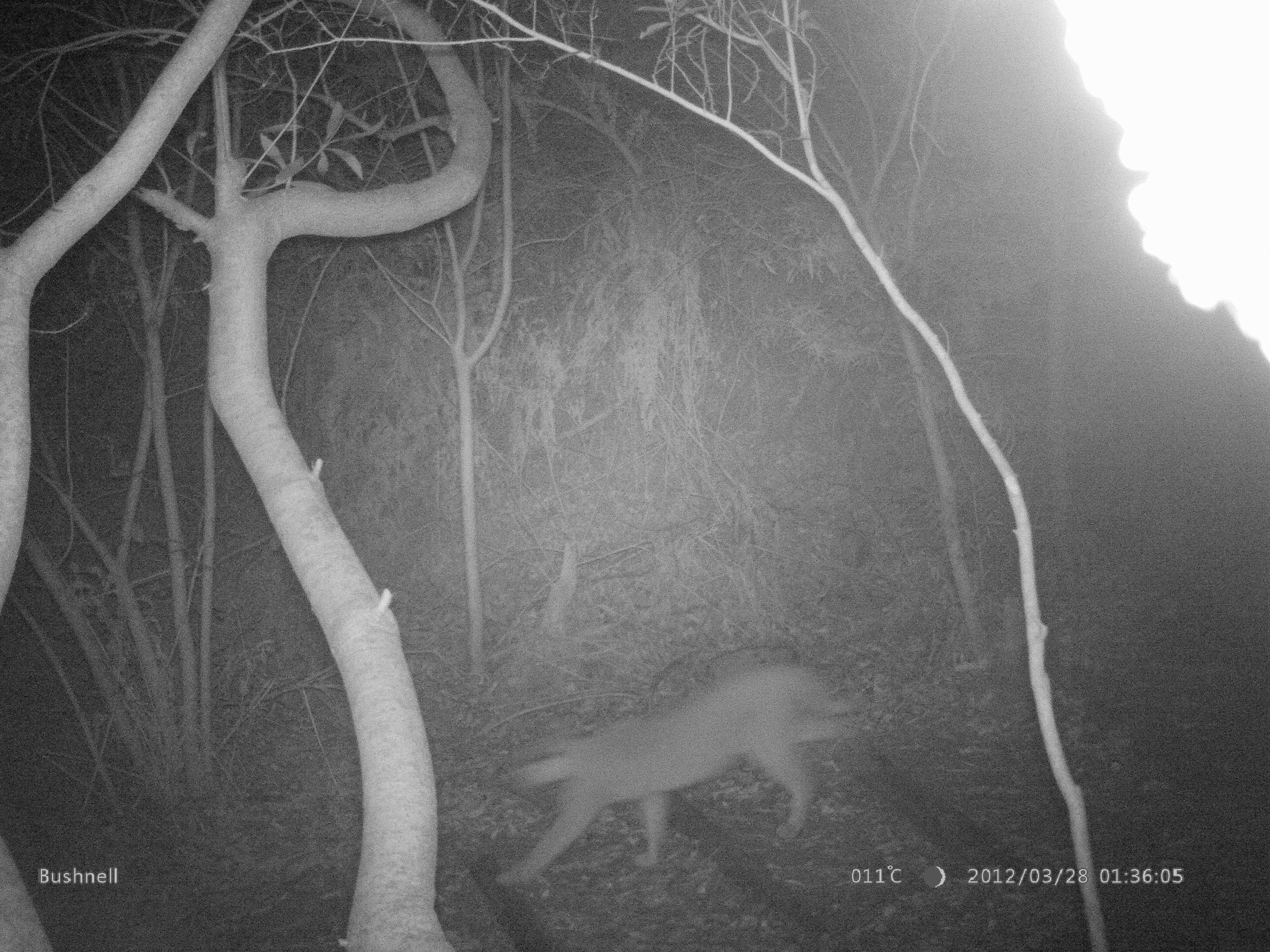 Image of Caracals