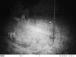 Image of Black-backed Jackal