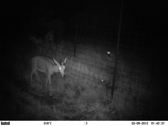 Image of Mountain Reedbuck