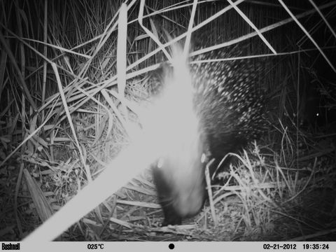 Image of African Porcupine