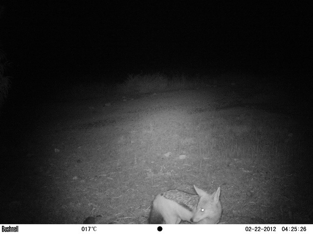 Image of Black-backed Jackal