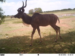 Image of Greater Kudu