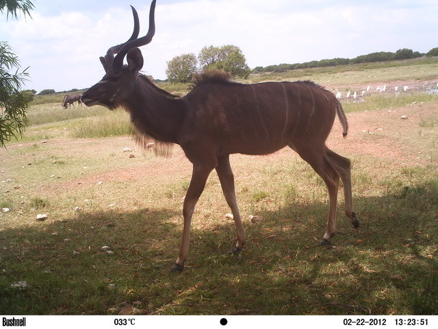 Image of Greater Kudu