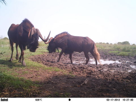 Image of Black Wildebeest