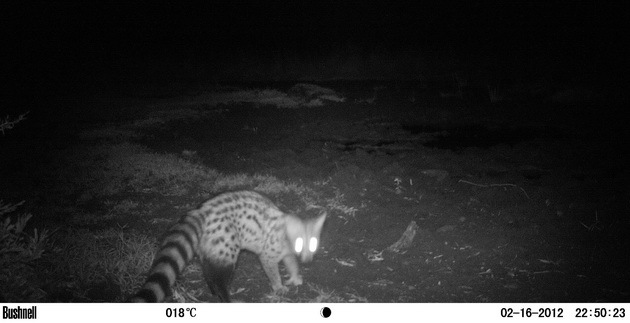 Image of Common Genet