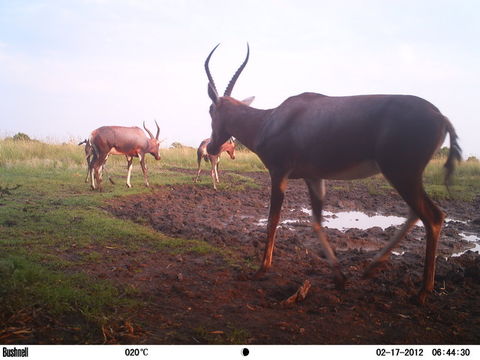 Image of Blesbok