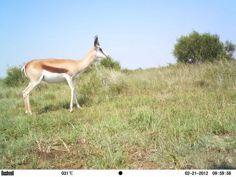 Image of Springbok