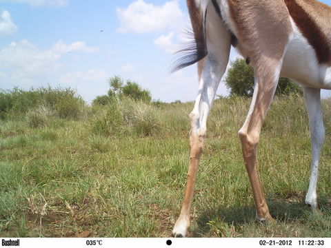 Image of Springbok