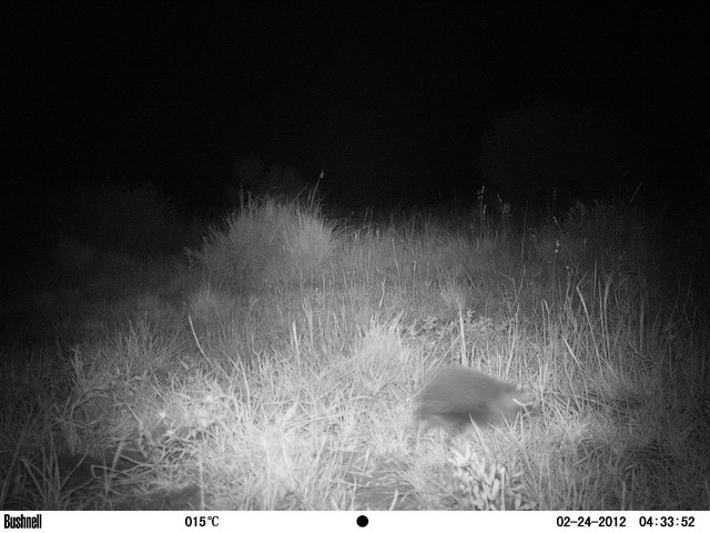 Image of South African Hedgehog