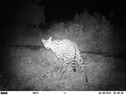 Image of Serval (cat)