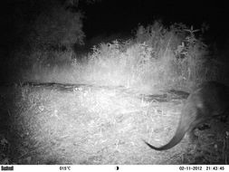 Image of African Clawless Otter