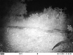 Image of African Clawless Otter