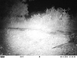 Image of African Clawless Otter