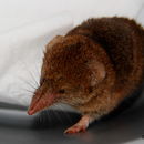 Image of Forest Shrew