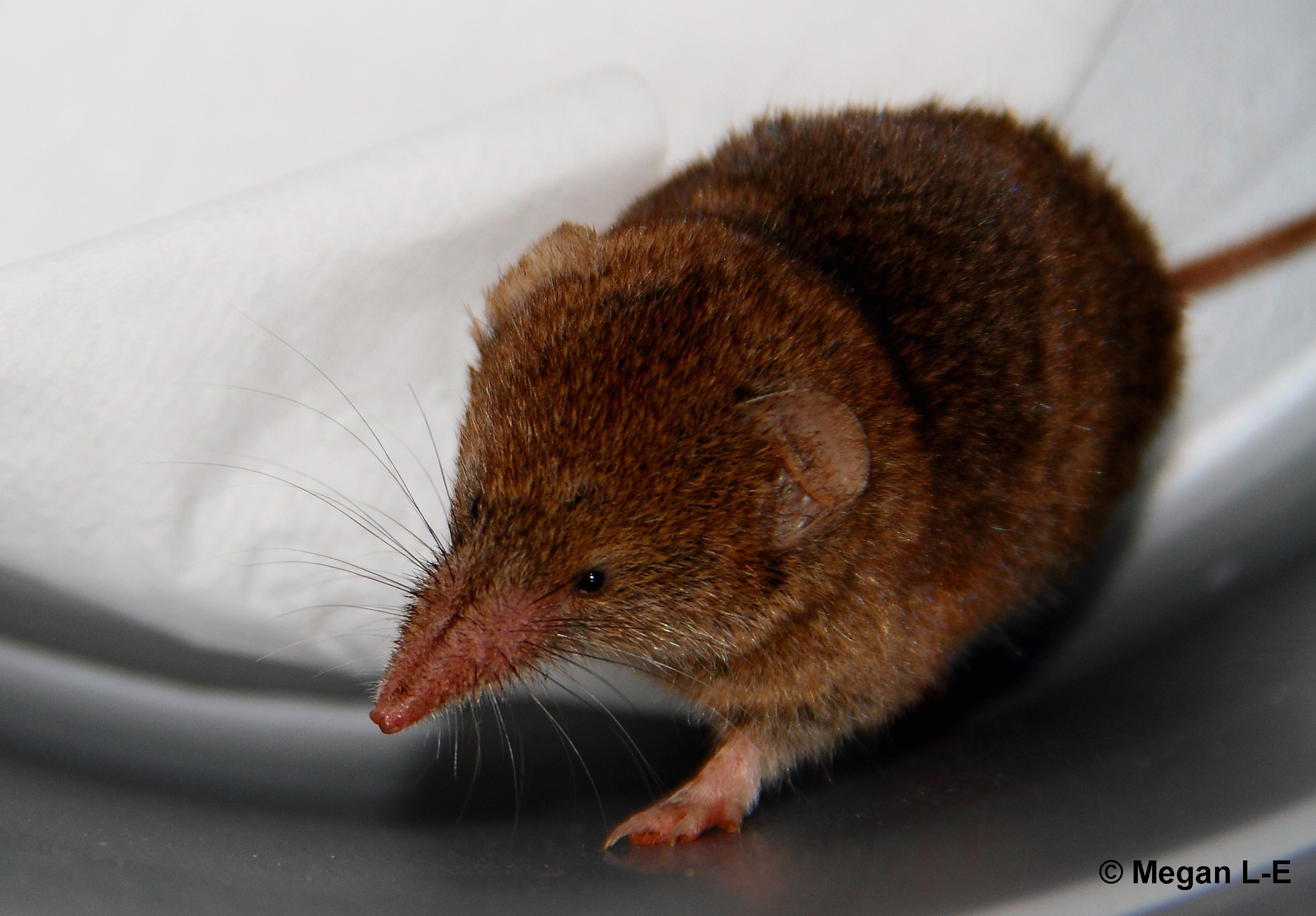 Image of Forest Shrew