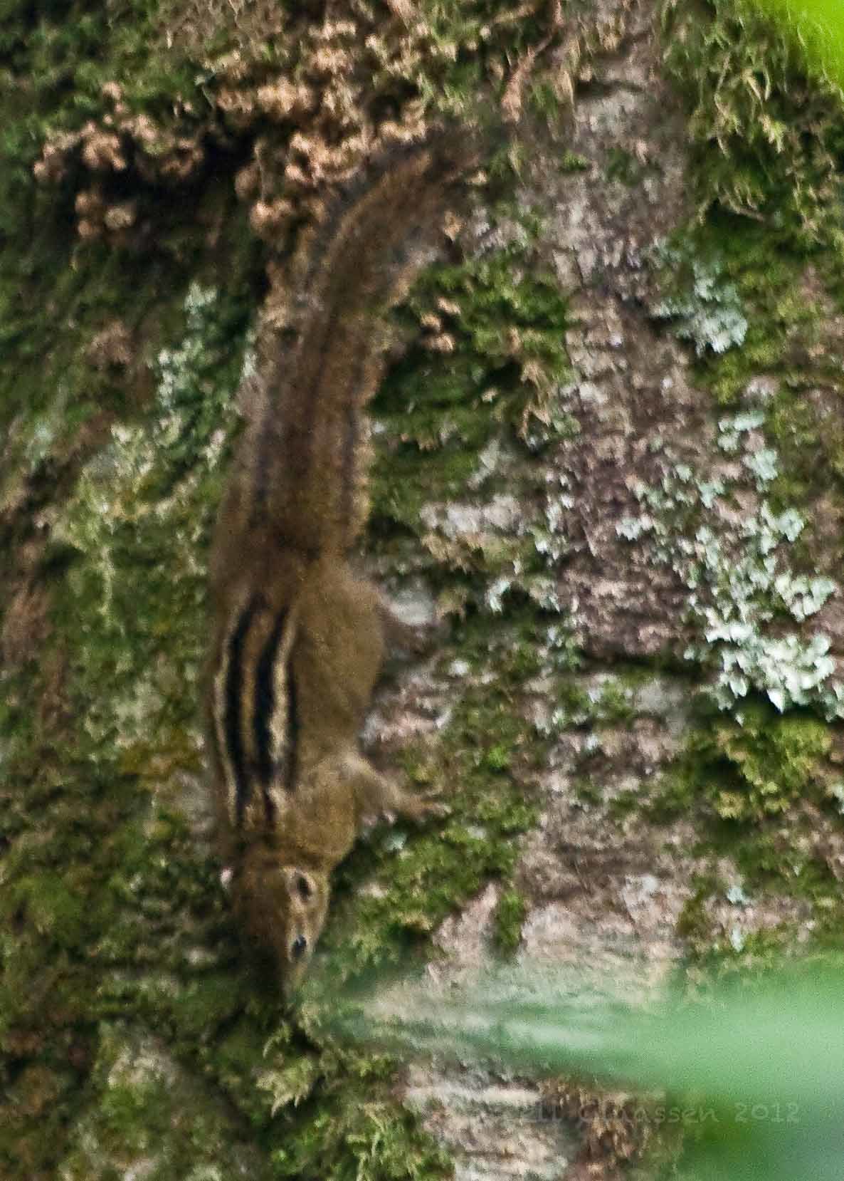 Image of Boehm's Bush Squirrel