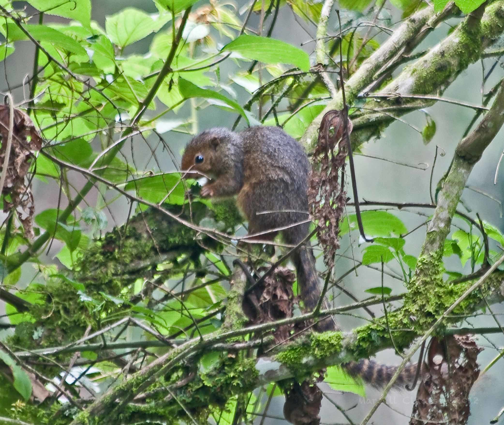 Image of Red-legged Sun Squirrel