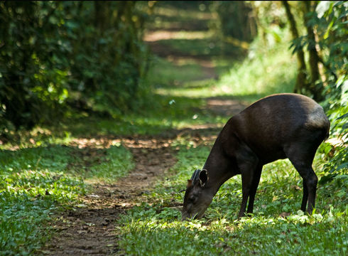 Image of yellow-backed duiker