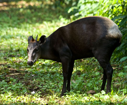 Image of yellow-backed duiker