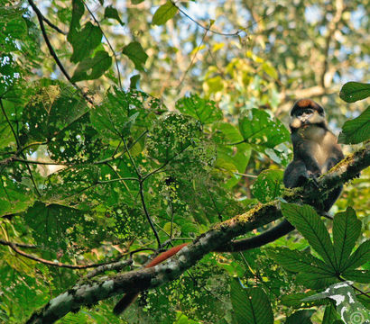 Слика од Cercopithecus ascanius (Audebert 1799)