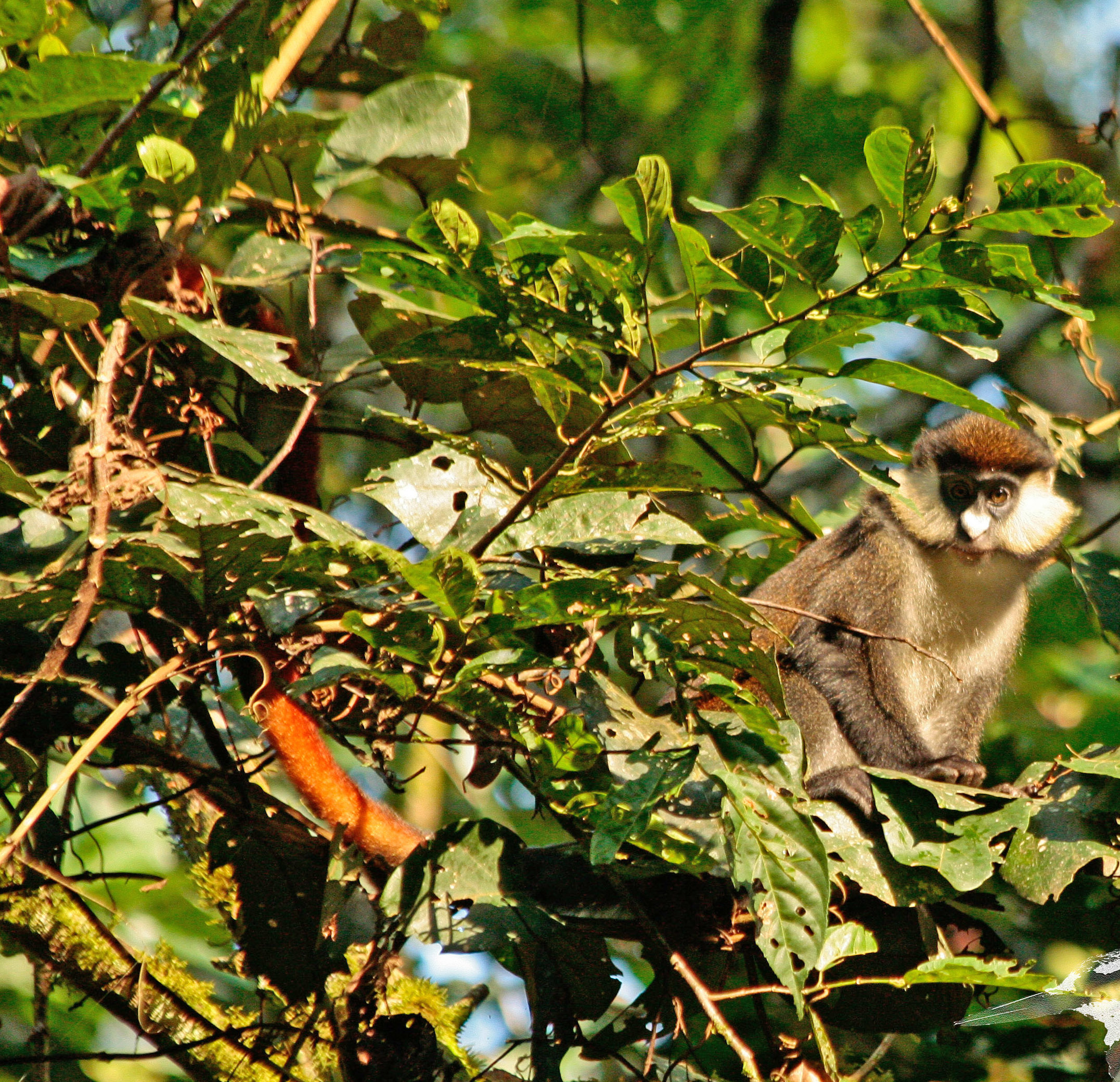 Image of Black-cheeked White-nosed Monkey