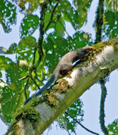 Image of Red-legged Sun Squirrel