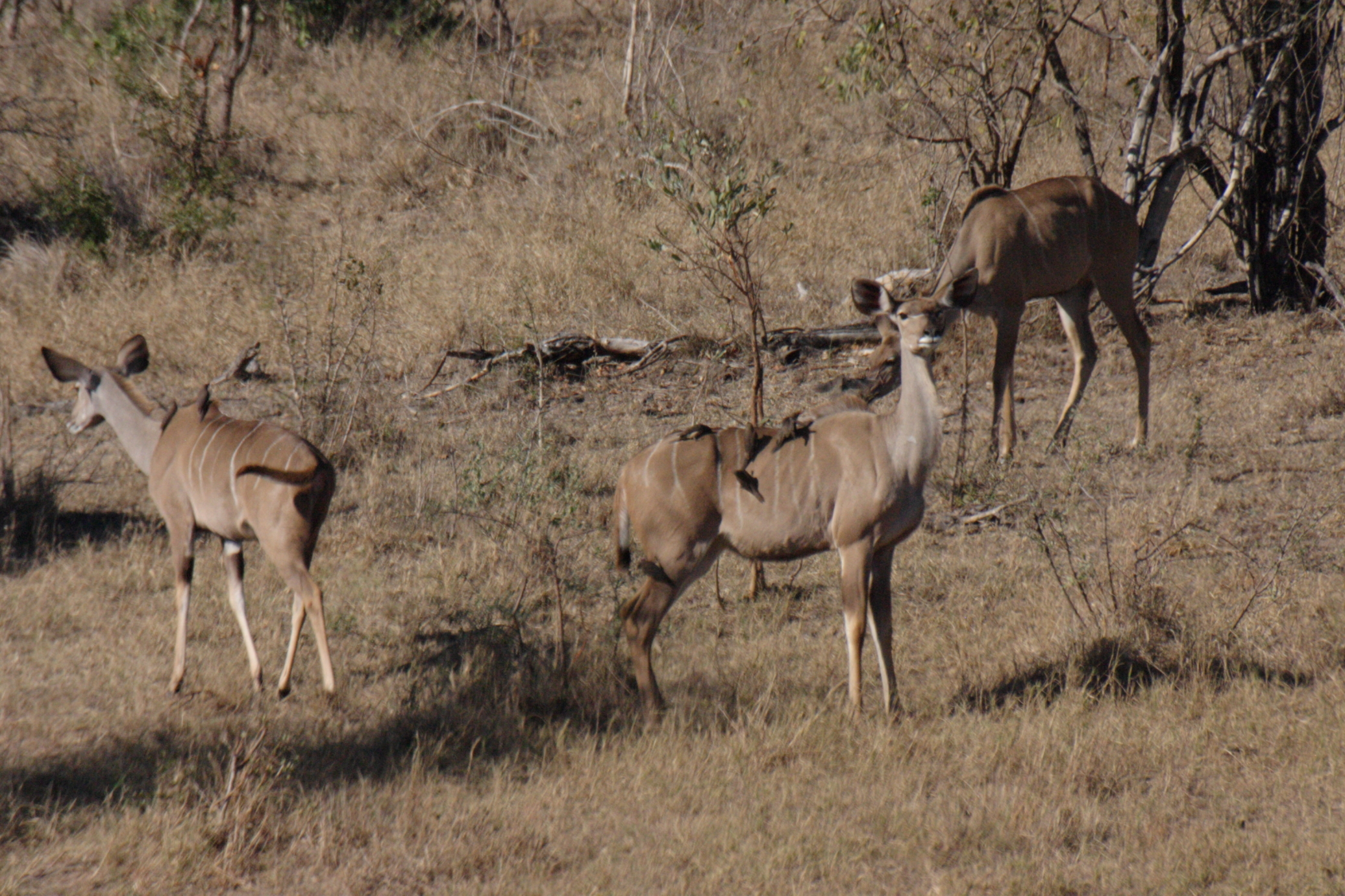 Image of Greater Kudu