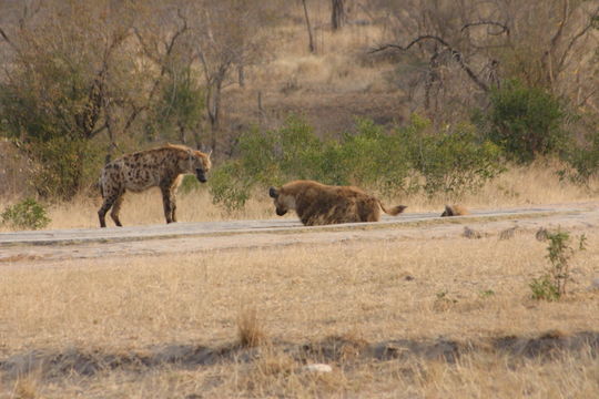 Image of Spotted Hyaenas