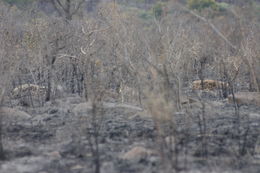 Image of Spotted Hyaenas