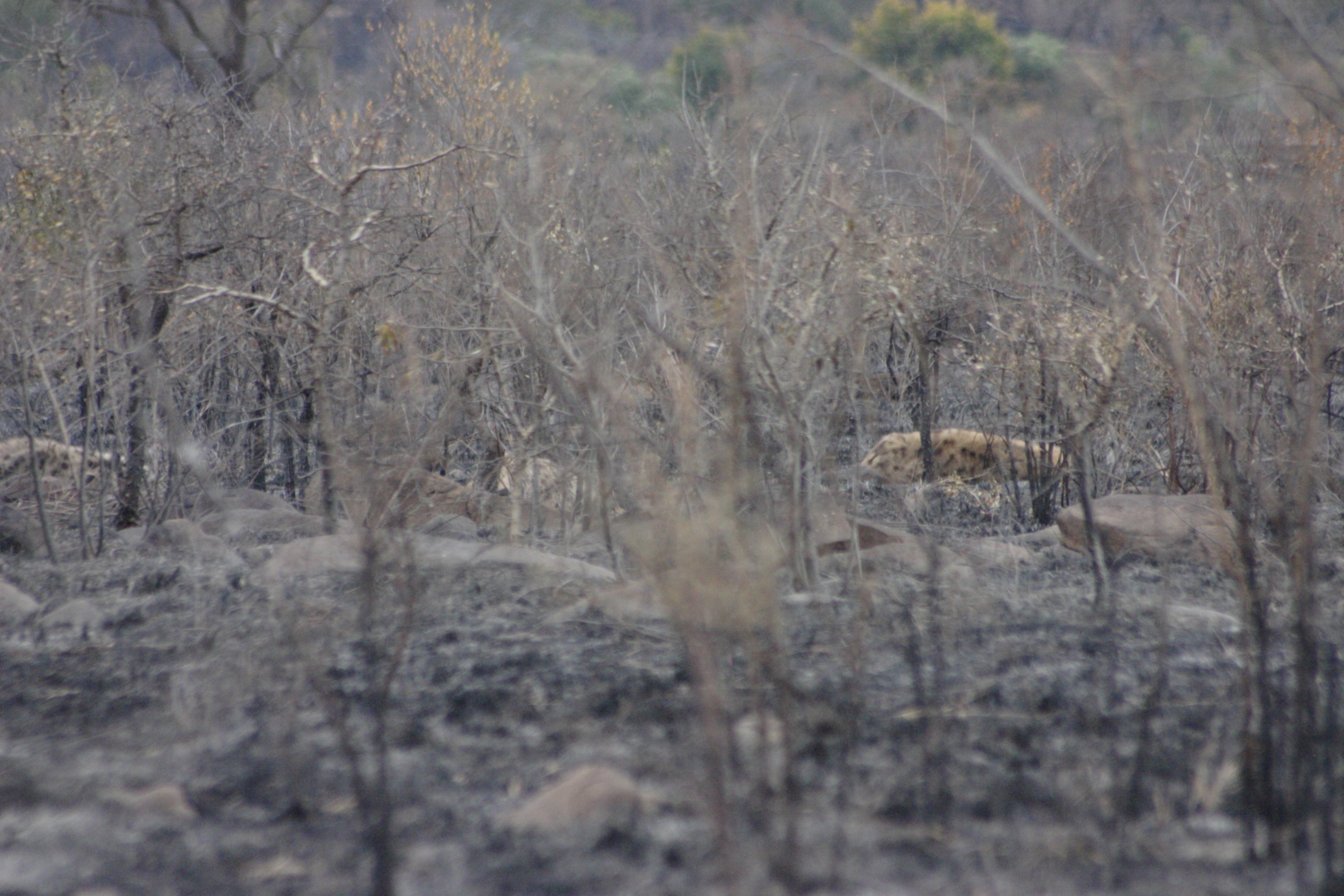 Image of Spotted Hyaenas