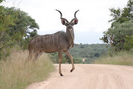 Image of Greater Kudu