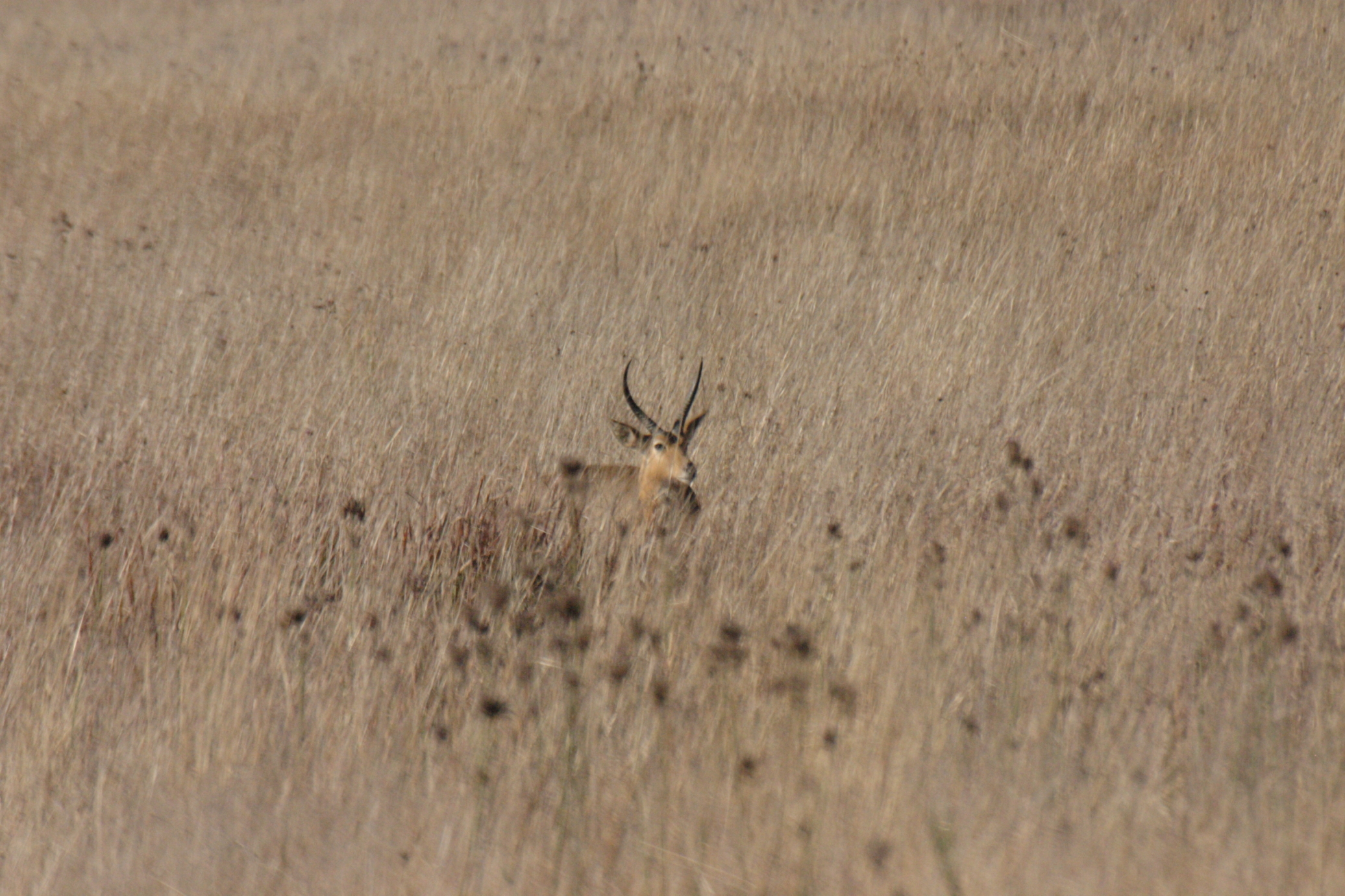 Image of Southern Reedbuck