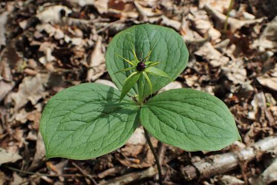 Image of herb Paris