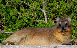 Image of Rock Hyrax