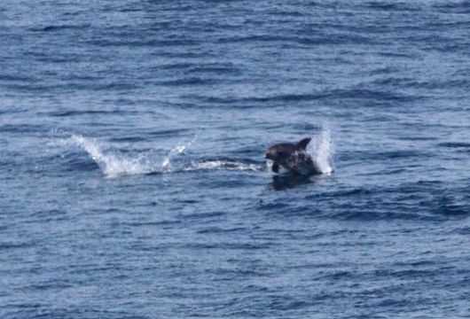 Image of Bottlenose Dolphin