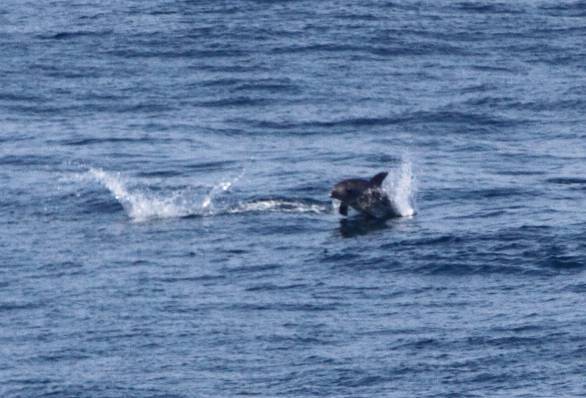 Image of Bottlenose Dolphin