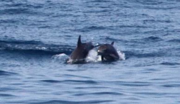 Image of Bottlenose Dolphin