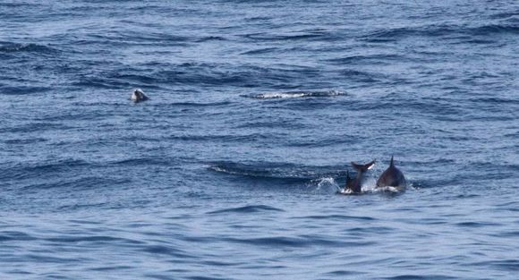 Image of Bottlenose Dolphin