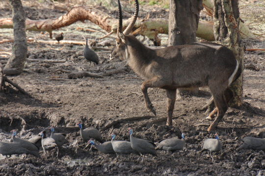 Image of Ellipsen Waterbuck