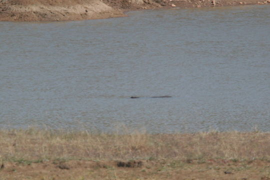 Image of Common Hippopotamus