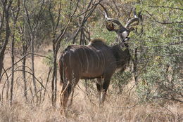 Image of Greater Kudu