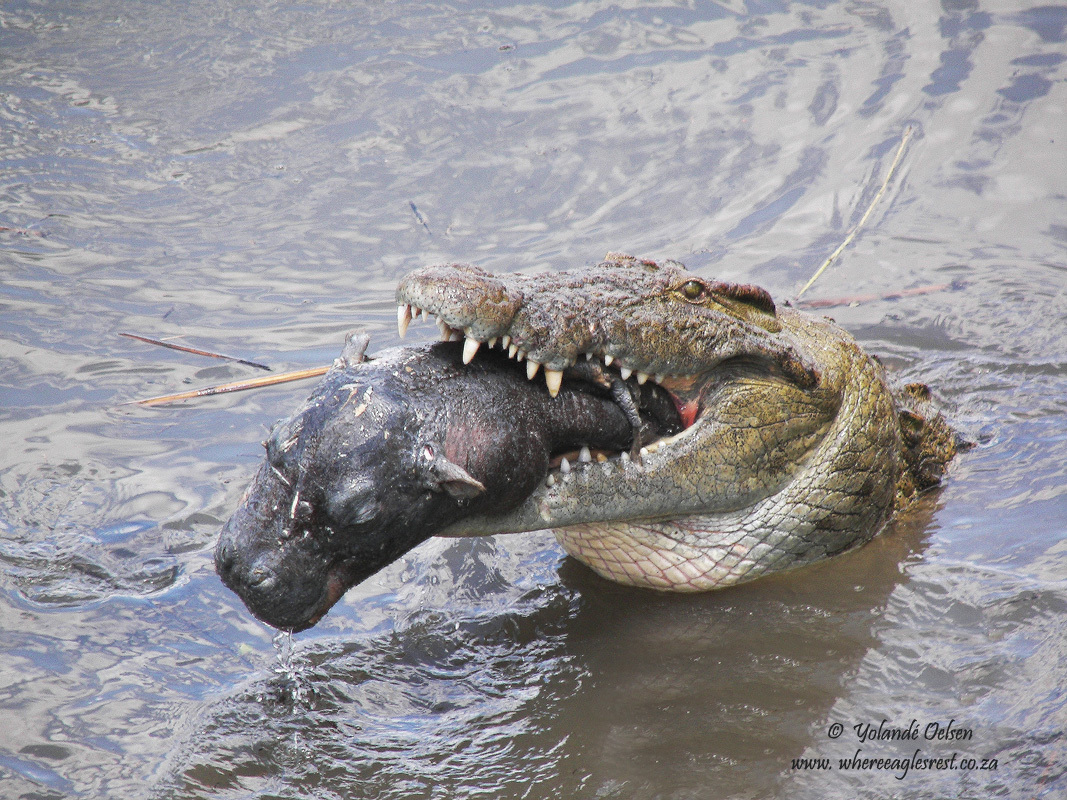 Image of Common Hippopotamus