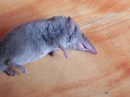 Image of Least Dwarf Shrew