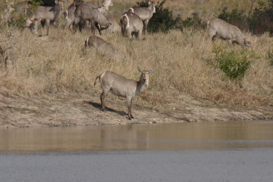 Image of Ellipsen Waterbuck