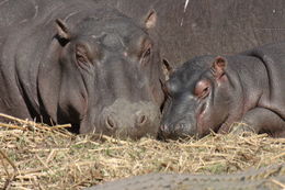 Image of Common Hippopotamus