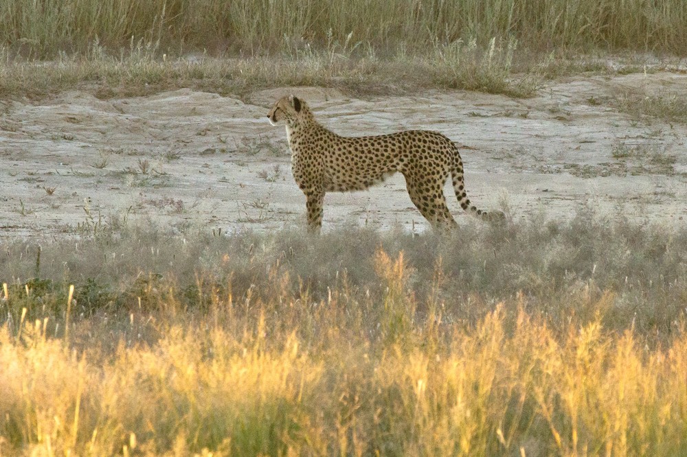 Image de Acinonyx Brookes 1828