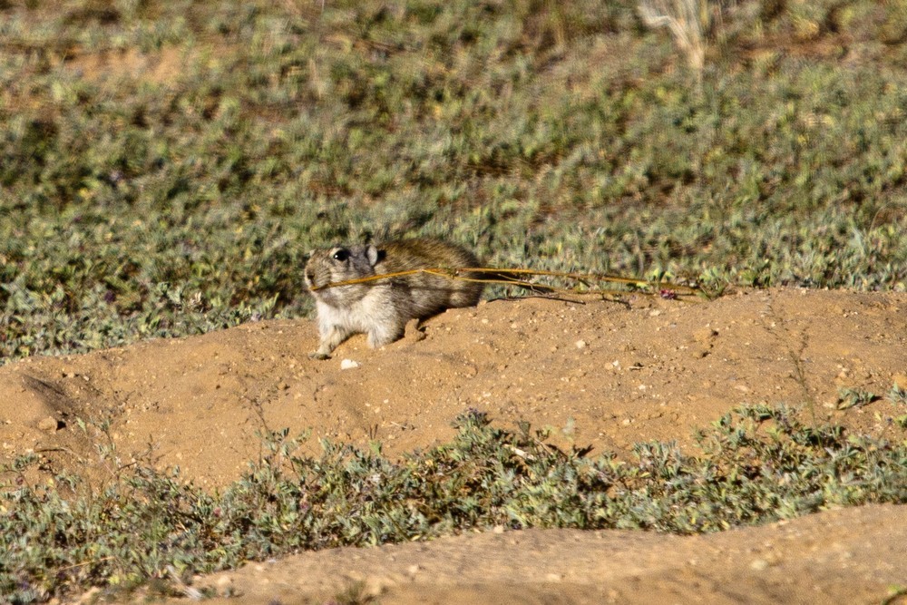 Parotomys brantsii (A. Smith 1834) resmi