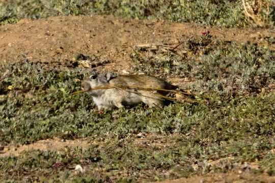 Parotomys brantsii (A. Smith 1834) resmi