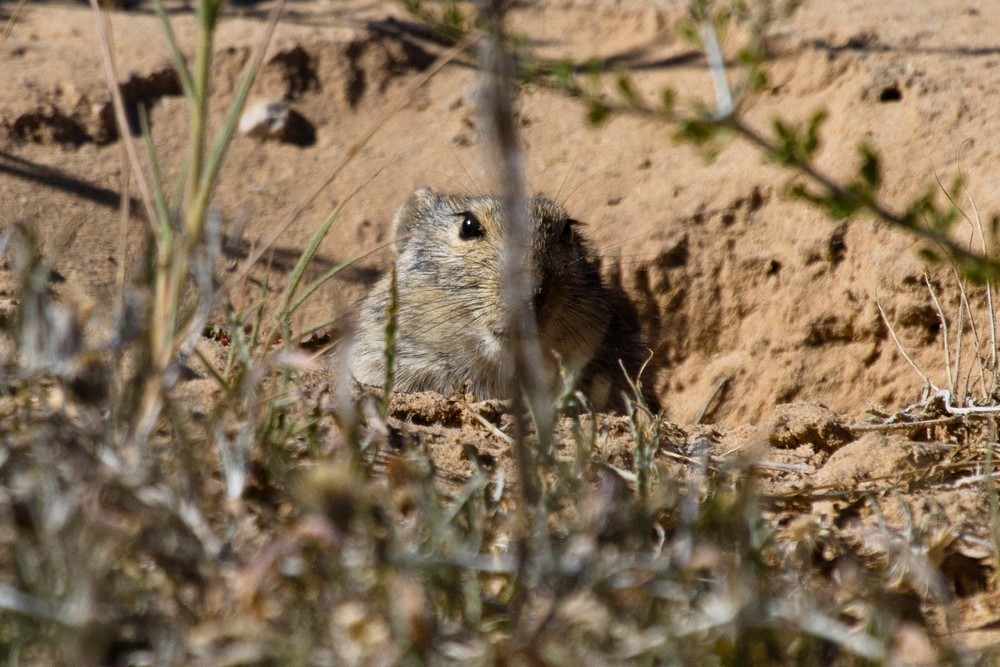 Image of Brants' Whistling Rat